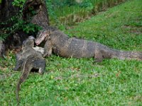 DSC 0978  Rivalité pour une carpe