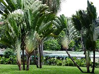 DSC 1004  Une variété particulière de palmiers