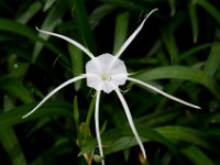 DSC 1010  Fleur de liseron à pointe