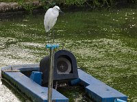 DSC 1830  Héron perché