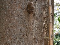 Echelle d'accès aux ruches sauvages