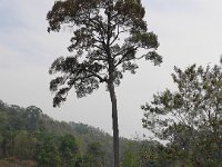 Arbre équipé d'une échelle d'accès aux ruches sauvage