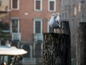 Mouette