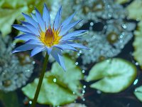 AF-F-3 Nénuphar  30x45