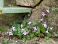 Les plantes sauvages des murs et des trottoirs