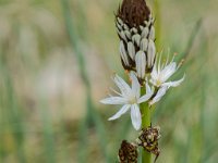 Asphodèle blanc  C'est une espèce pyrophyte, c'est-à-dire qui résiste aux incendies.