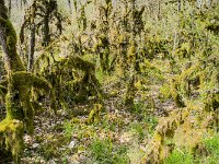 Mousses sur les arbustes  Une présence importante de mousse sur la base des ligneux en sous-bois est  liée  à l’humidité  de l’automne au printemps due à l'effet de confinement (Brouillards…)