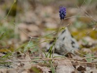 Muscari