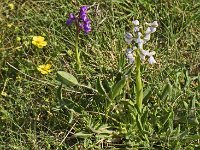 Orchis bouffon blanche et orchis bouffon violette
