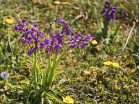 Groupe d'orchis bouffon