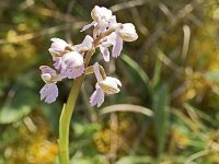 Orchis bouffon rose