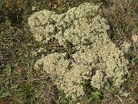 Lichen  Assez répandus par  plaques sur le causse
