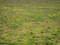 Aspect de la pelouse fleurie au printemps