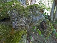 Tête d'animal improbable ...