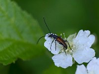 Lepture fauve sur fleur de mûre sauvage