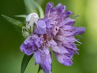 Araignée crabe sur fleur de knautie des champs  (vue de profil)