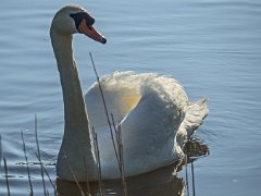 Cygne