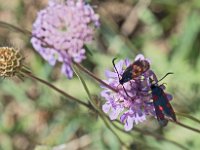 Zygène rouge et zygène orange