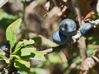 Prunelles  La prunelle permet de lutter contre les maux d'estomac. Se ramasse après les premières gelées
