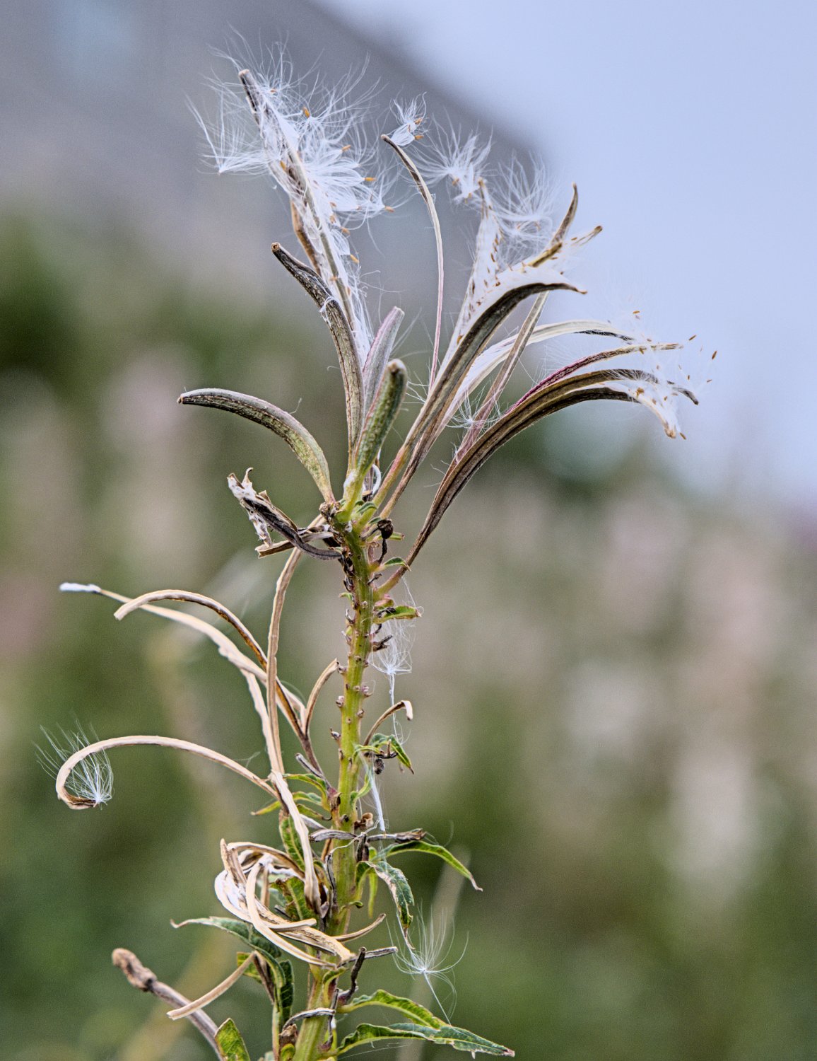 Epilobe à la fructification