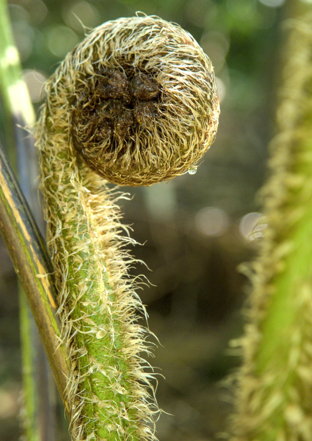 Cyathée de Cooper (Sphaeropteris cooperi)