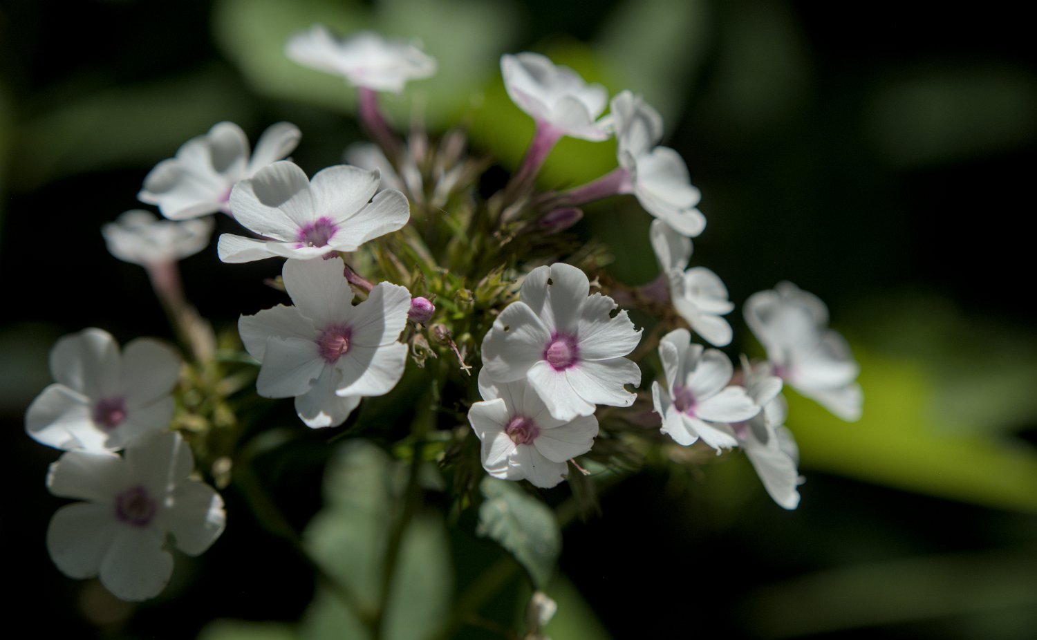 Phlox paniculé (Phlox maculata )