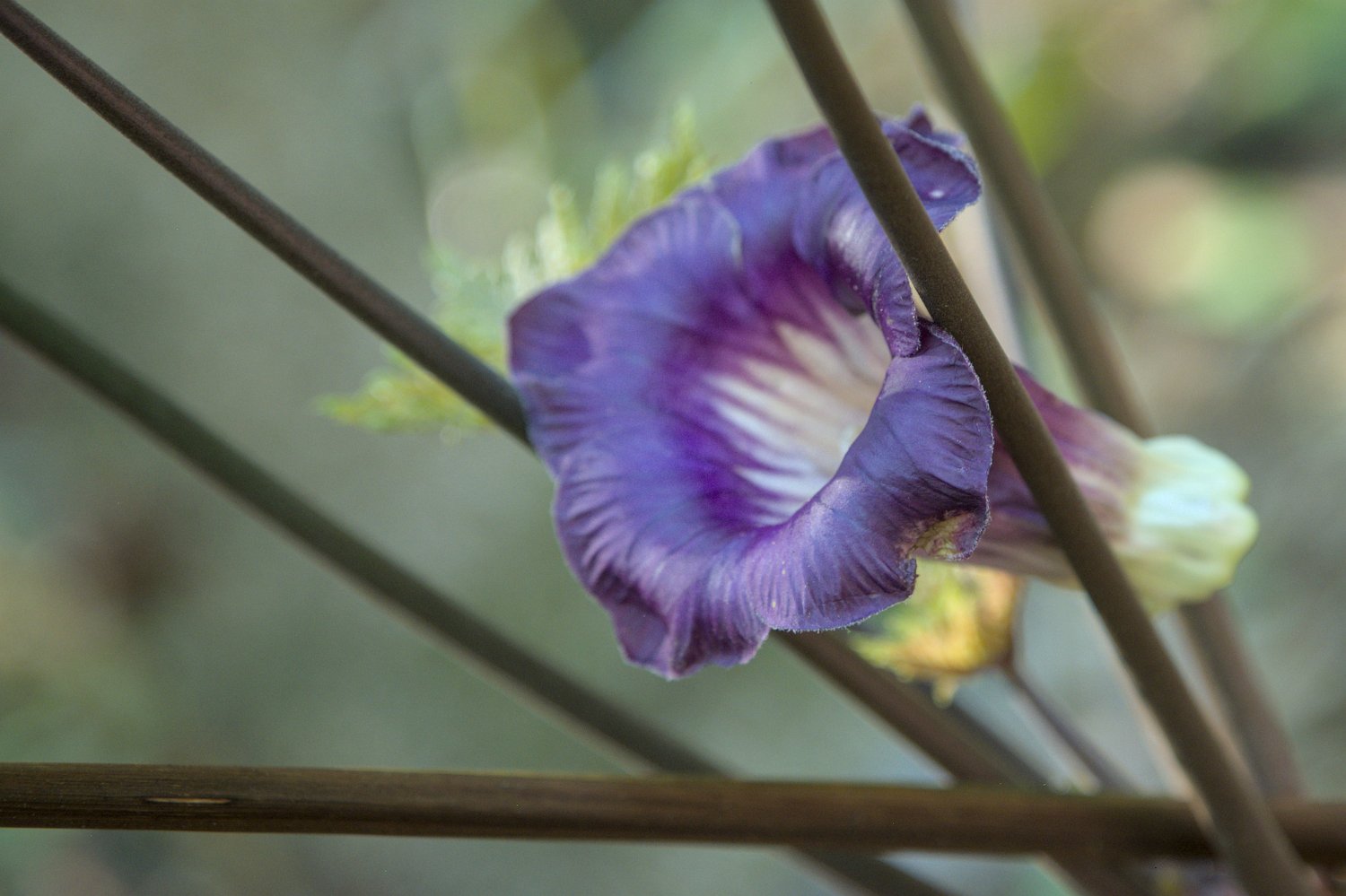 Plante non identifiée