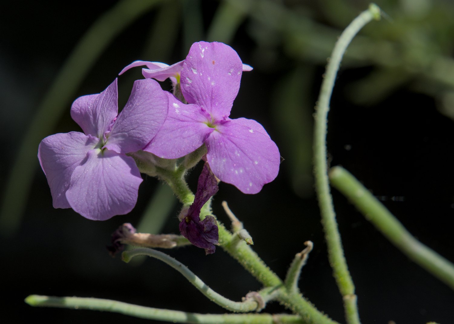 Giroflée de Madère (Matthiola maderensis)