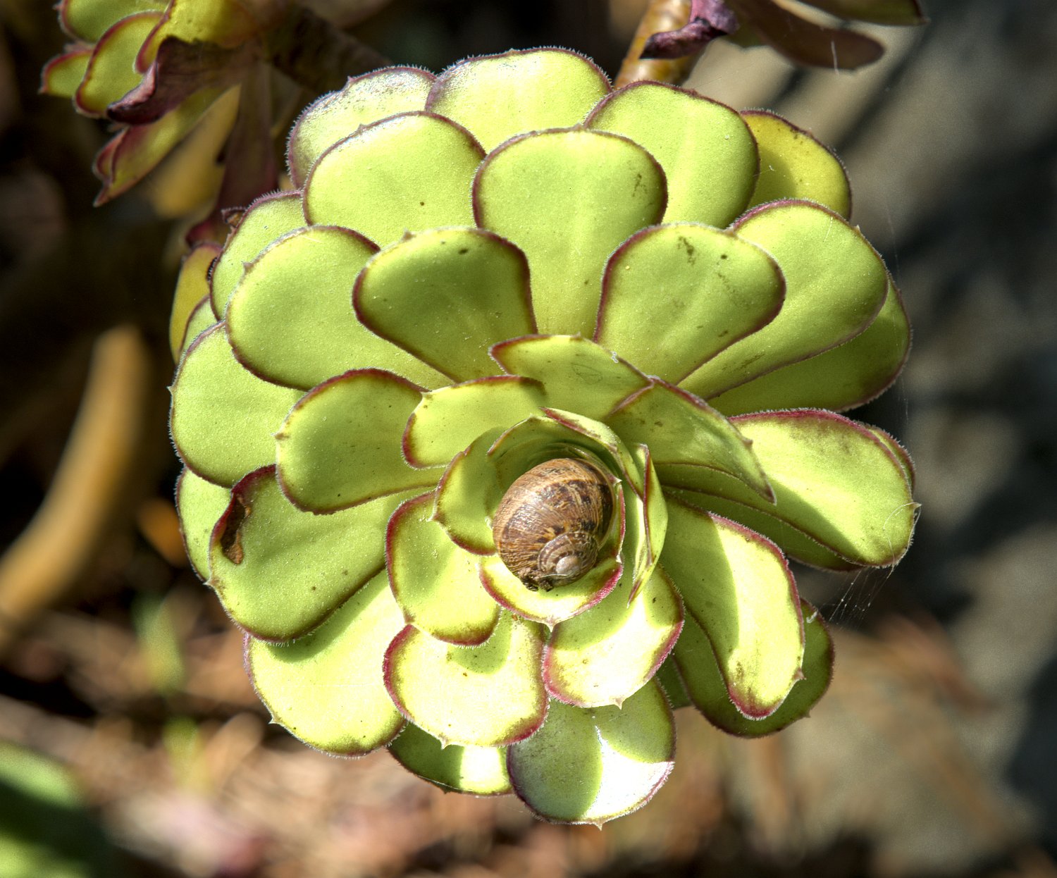 Aeonium (Aeonium arboreum)