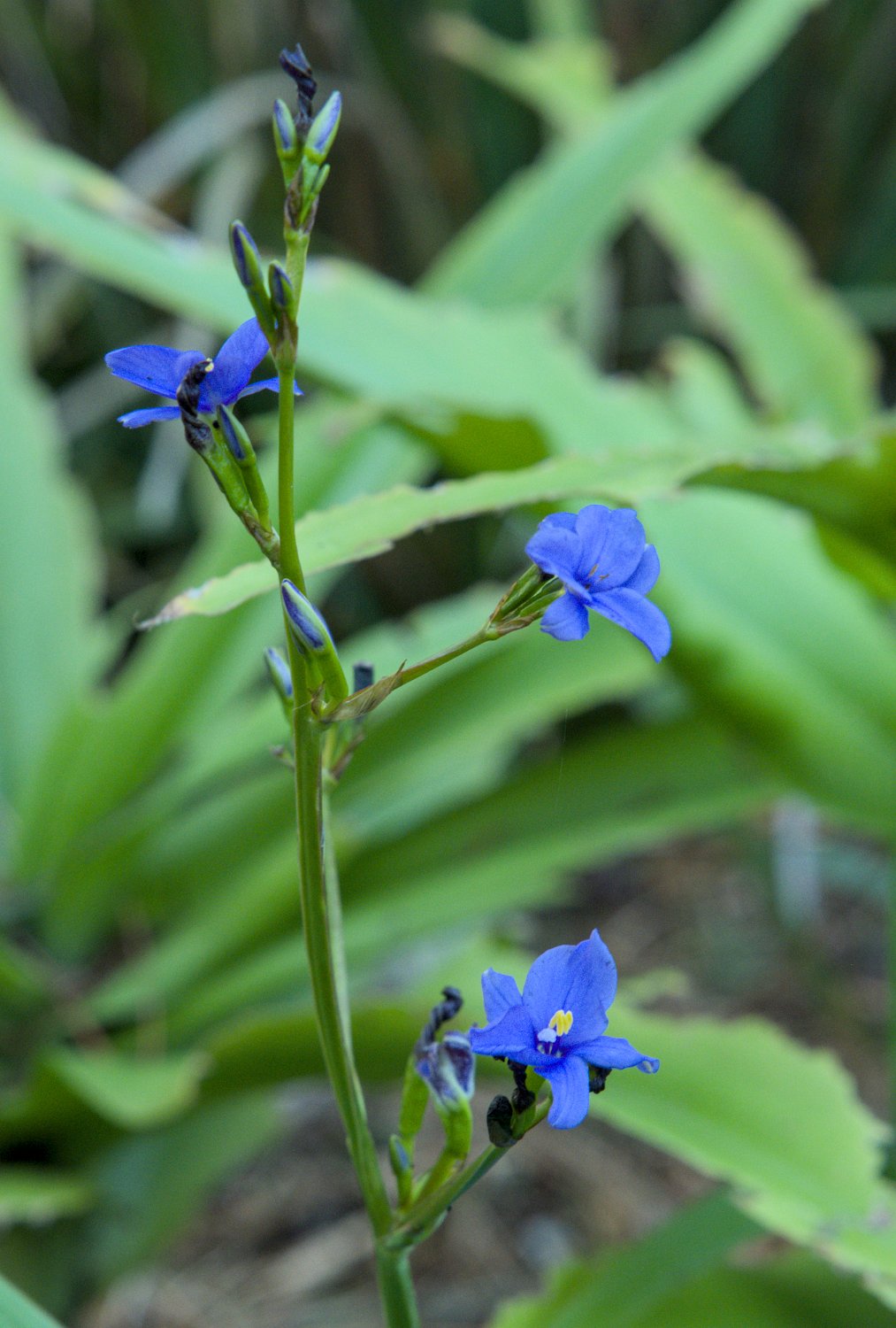 Petit aristéa (Aristea ecklonii)<br>