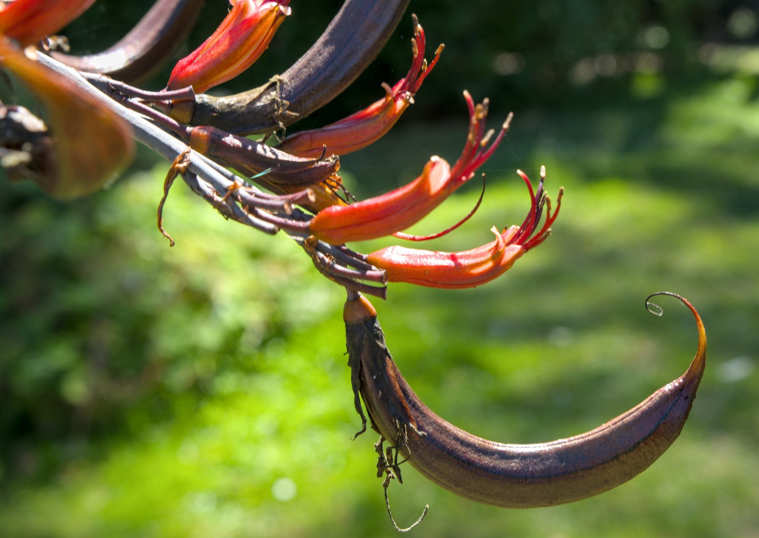 Lin de Nouvelle-Zélande (Phormium colensoi )