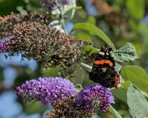 Papillon sur buddléia