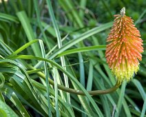 Tison du diable (Knifolia Linearifolia Baker)