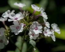 Phlox paniculé (Phlox maculata )