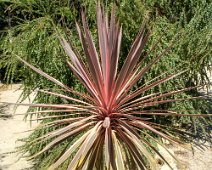 Cordyline (Cordyline australis)