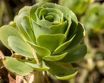 Aeonium Balsamiferum