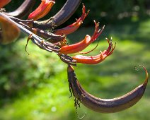 Lin de Nouvelle-Zélande (Phormium colensoi )