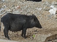 Porc en liberté dans Jodhpur