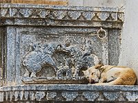 Chien de  berger d'éléphants