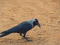 Corbeau familier ou corneille de l'Inde