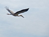 Oiseau non identifié à Ranakpur
