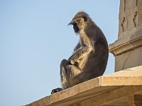 Attitude au fort d'Amber : Singe