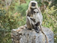 Sur la route entre Ranakpur et Udaipur : Singe