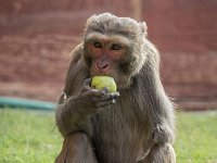 Et elle est bonne, ma pomme : Singe