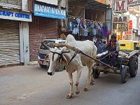 Zébu de trait  Les mâles au boulot Les mâles sont utilisés comme bêtes de somme : travail de la terre, transports
