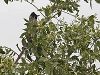 Bulbul à ventre rouge
