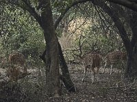 Famille de cerfs axis