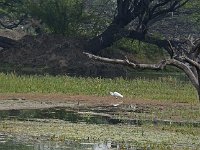 Aigrette en pêche