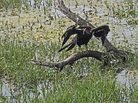 Oiseau  serpent en train de faire sa toilette