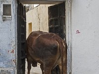 Une vache entreprenante : vache